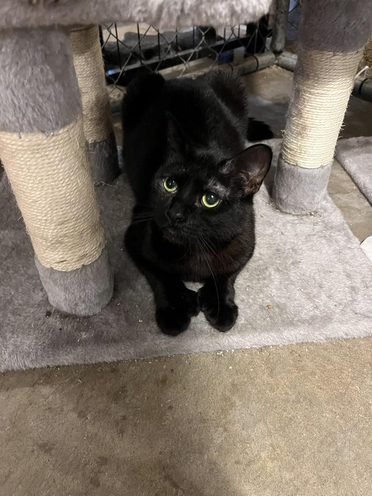 Enlarge Spork (BONDED PAIR), a Adoptable Domestic Short Hair in Bolton, CT image 4/5