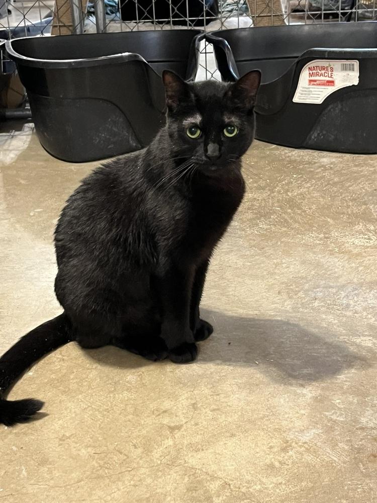 Enlarge Spork (BONDED PAIR), a Adoptable Domestic Short Hair in Bolton, CT image 5/5