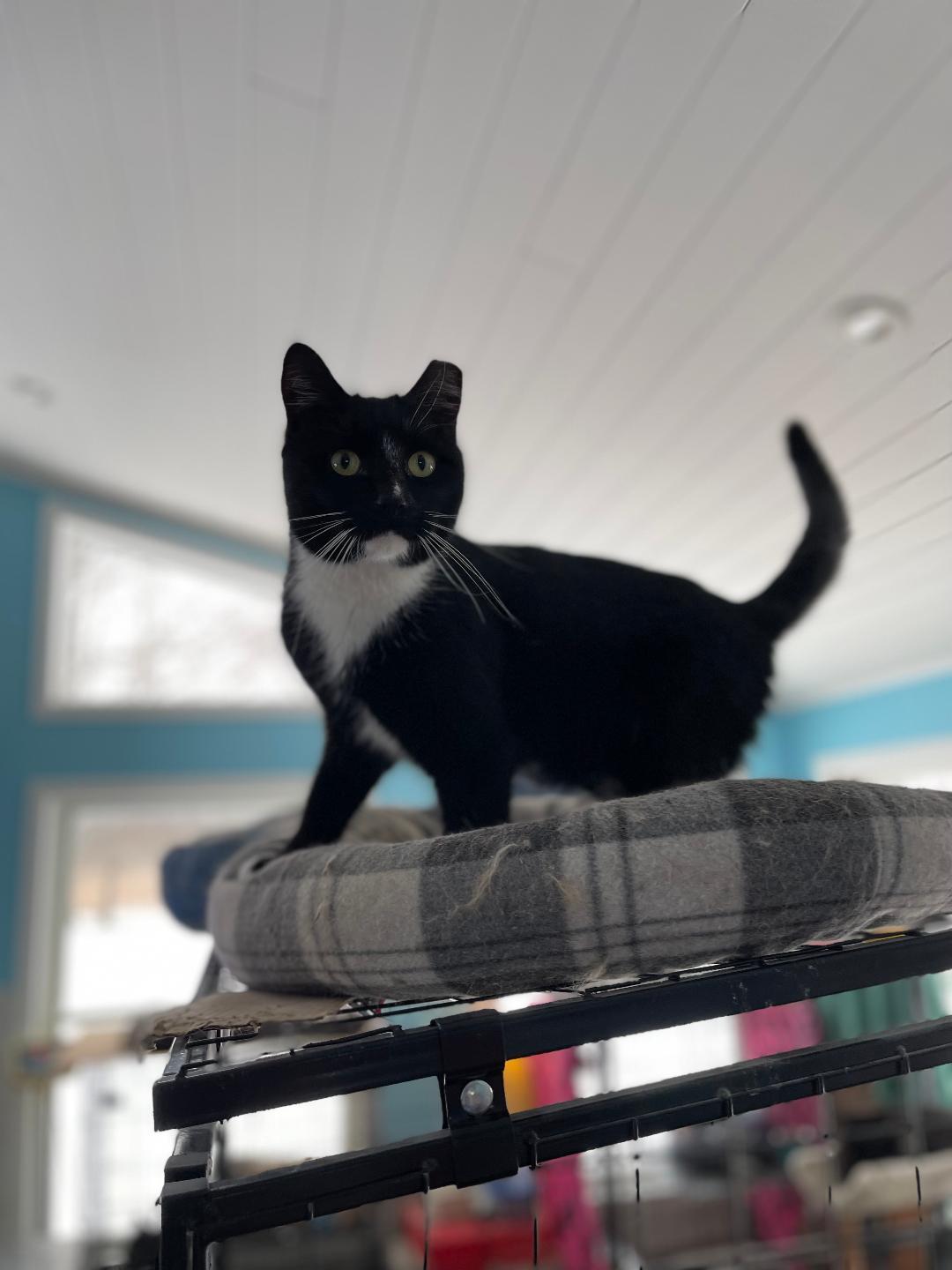 Enlarge Tux, a ADOPTABLE mixed breed in Buffalo, NY image 2/2