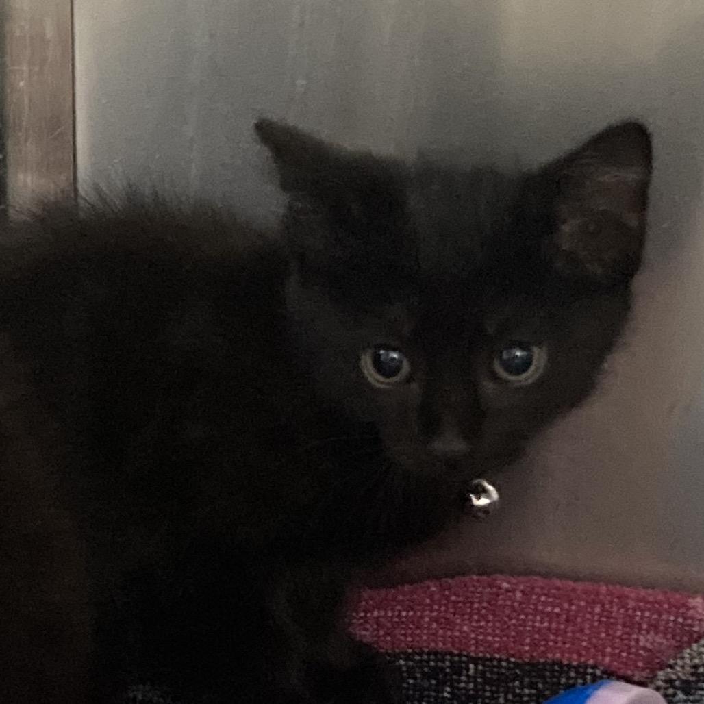 Pip Squeak, Adoptable, Kitten Male Domestic Medium Hair.
