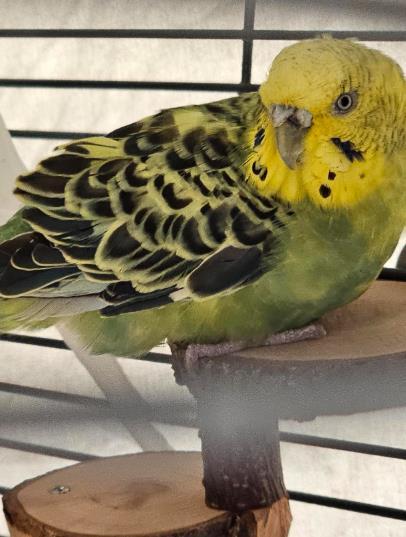 Capris, Adoptable, Young Male Parakeet (Other).