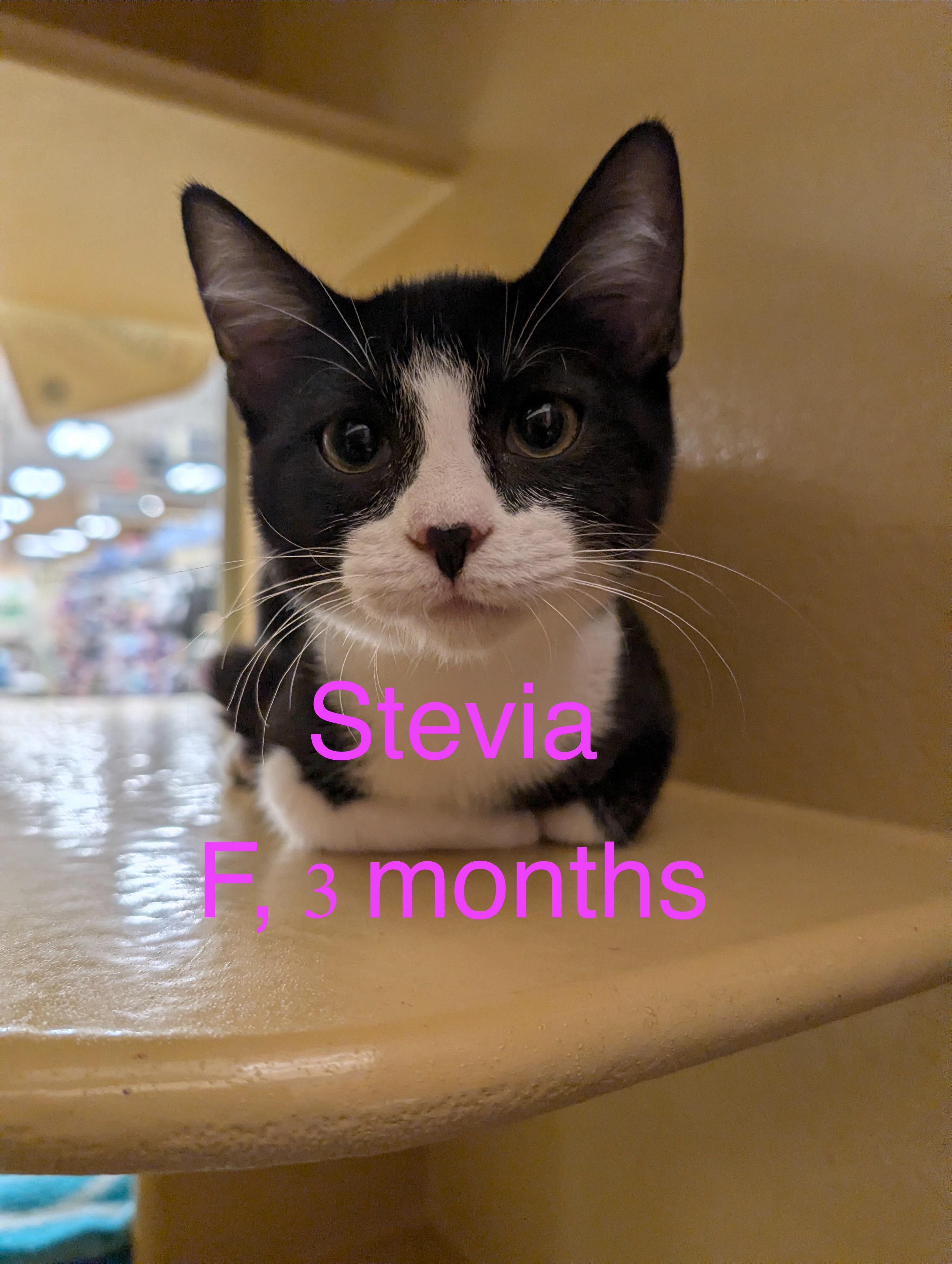 Enlarge Stevia, a Adoptable Tuxedo in Tucson, AZ image 1/1