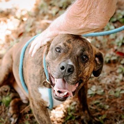 Enlarge Fred, a Adoptable Plott Hound in Tampa, FL image 1/5