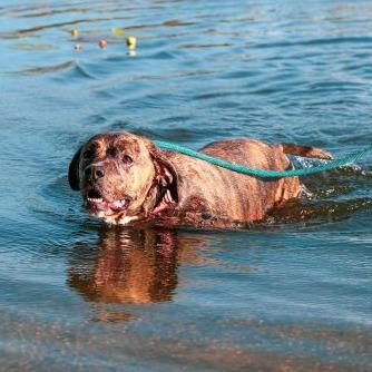 Enlarge Fred, a Adoptable Plott Hound in Tampa, FL image 2/5