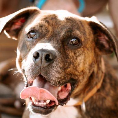 Enlarge Fred, a Adoptable Plott Hound in Tampa, FL image 3/5