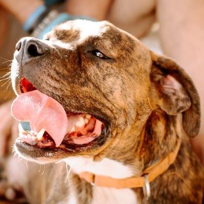Enlarge Fred, a Adoptable Plott Hound in Tampa, FL image 4/5
