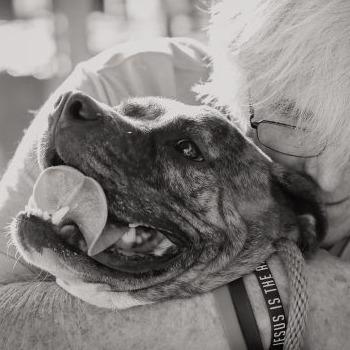 Enlarge Fred, a Adoptable Plott Hound in Tampa, FL image 5/5