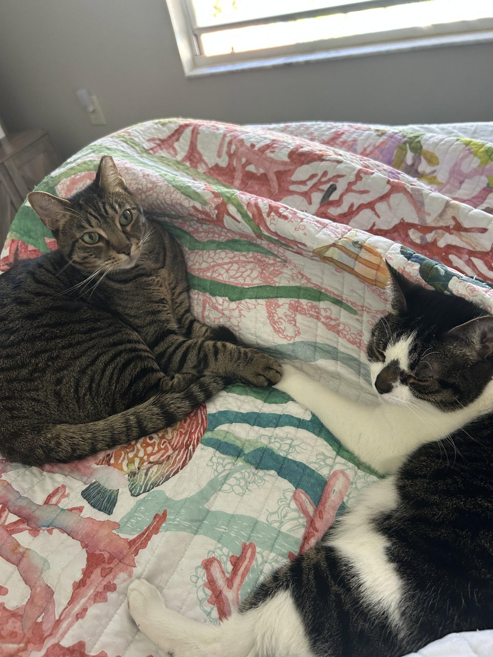BONDED PAIR: Pooky & Jasper, Adoptable, Adult Female Domestic Short Hair.