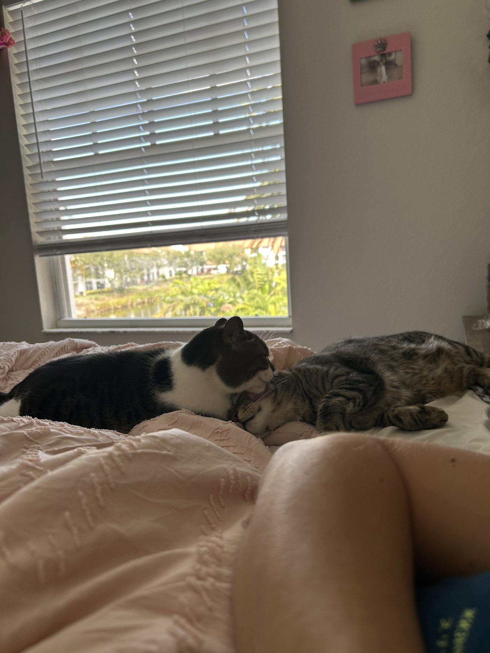 Enlarge BONDED PAIR: Pooky & Jasper, a Adoptable Domestic Short Hair in Naples, FL image 2/2