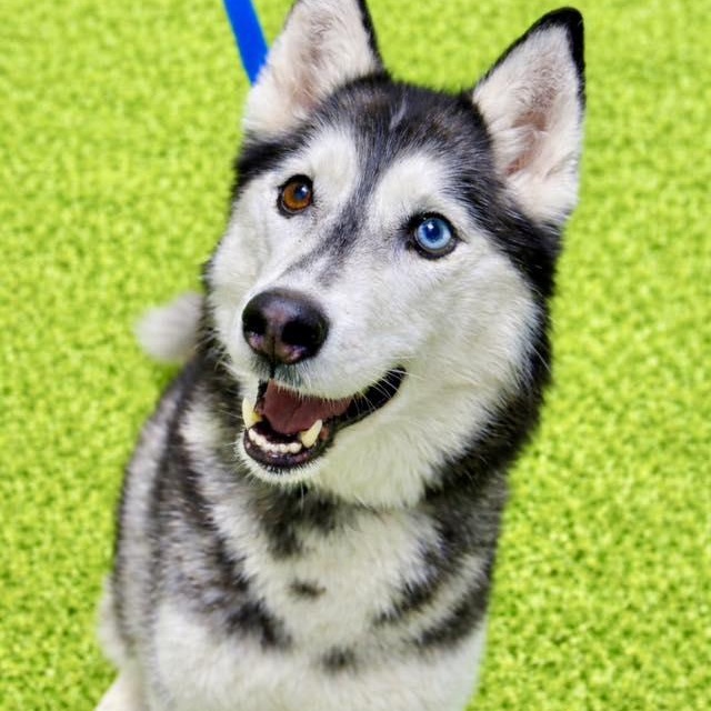 Nikkita, ADOPTABLE, Adult Female Husky.
