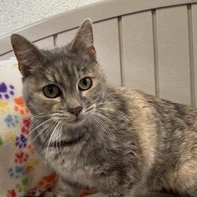 Lola, Adoptable, Adult Female Domestic Short Hair.