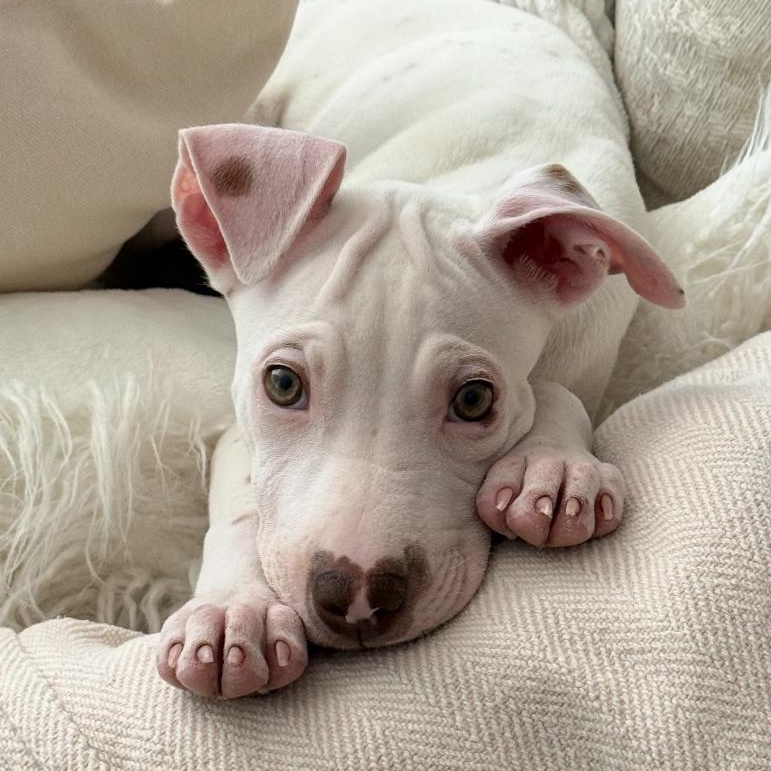 Enlarge Dewey, The Curious Brother, a Adoptable mixed breed in GREAT NECK , NY image 1/6