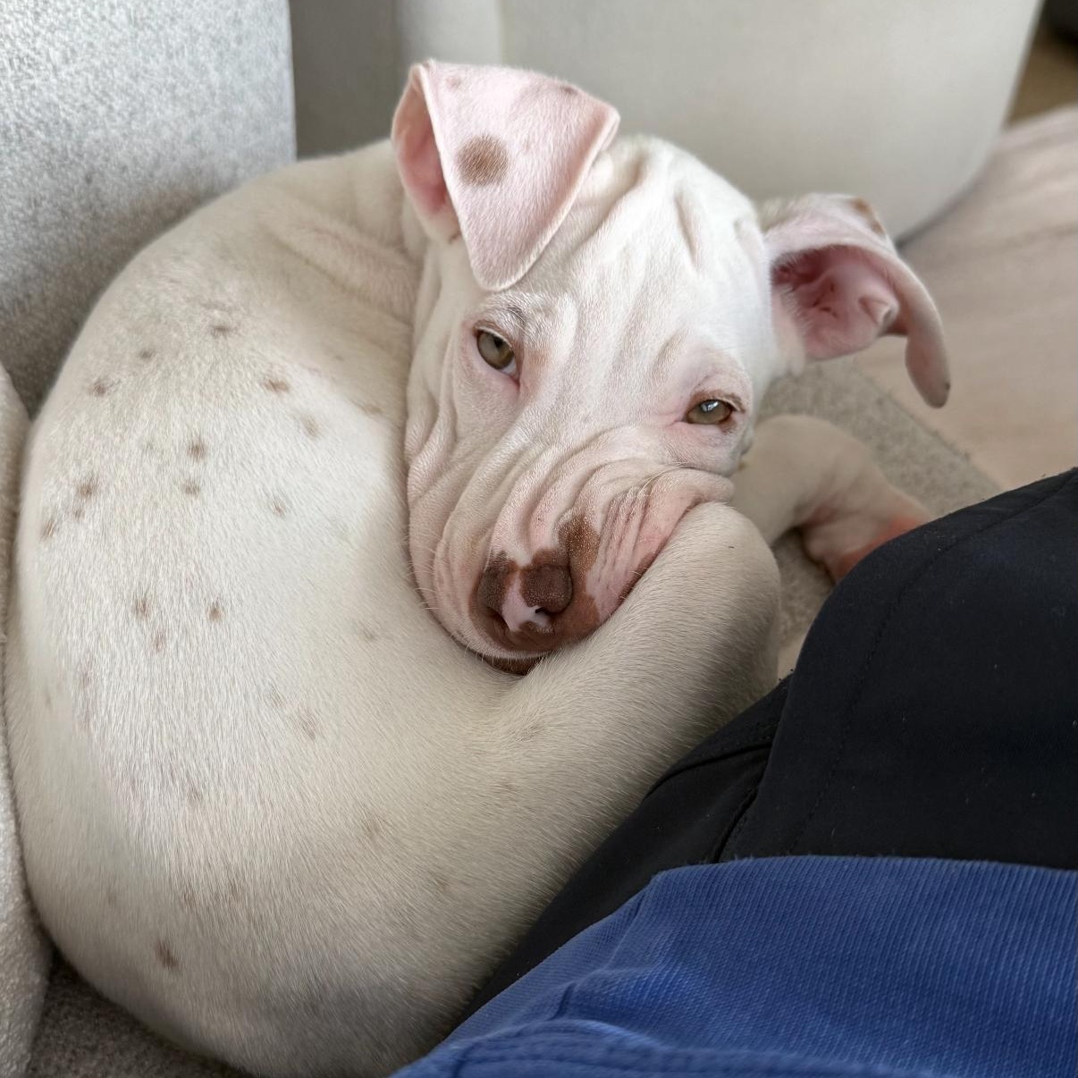 Enlarge Dewey, The Curious Brother, a Adoptable mixed breed in GREAT NECK , NY image 5/6