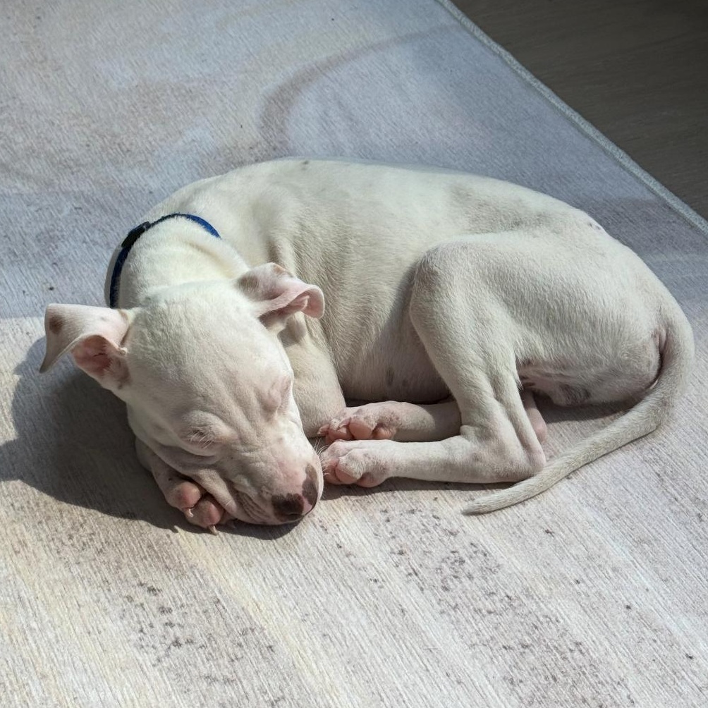 Enlarge Dewey, The Curious Brother, a Adoptable mixed breed in GREAT NECK , NY image 6/6