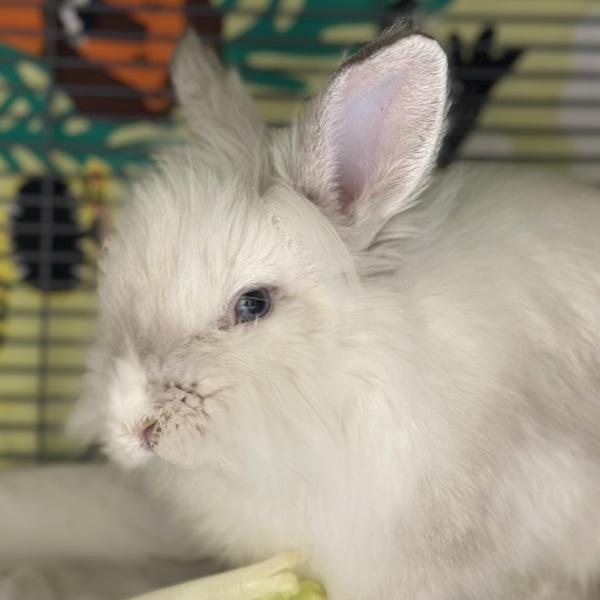 Enlarge Barnaby (mcas), a Adoptable mixed breed in Troutdale, OR image 1/2