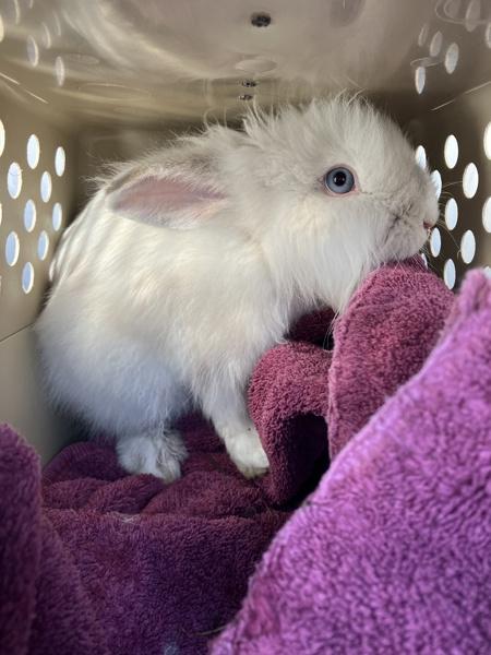 Enlarge Barnaby (mcas), a Adoptable mixed breed in Troutdale, OR image 2/2