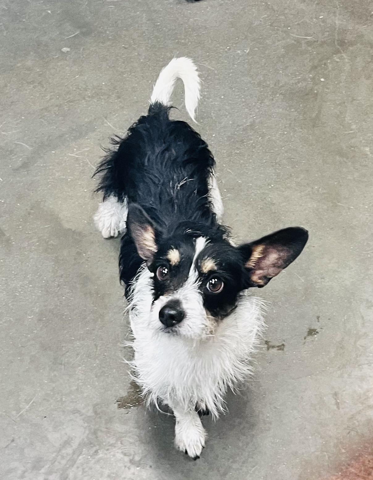 Chichito, ADOPTABLE, Adult Male Terrier.