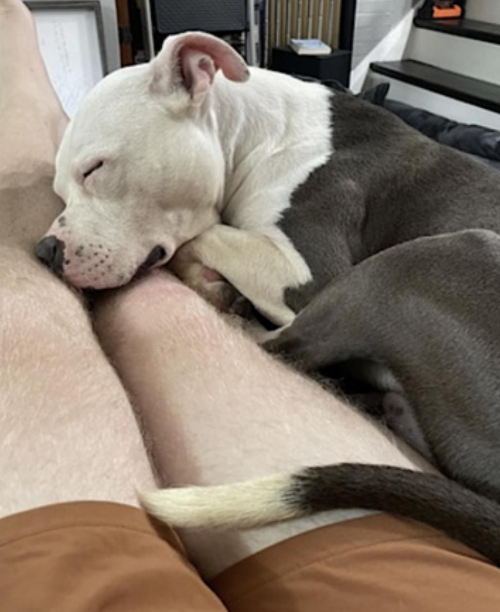 Ollie — thumbnail 4