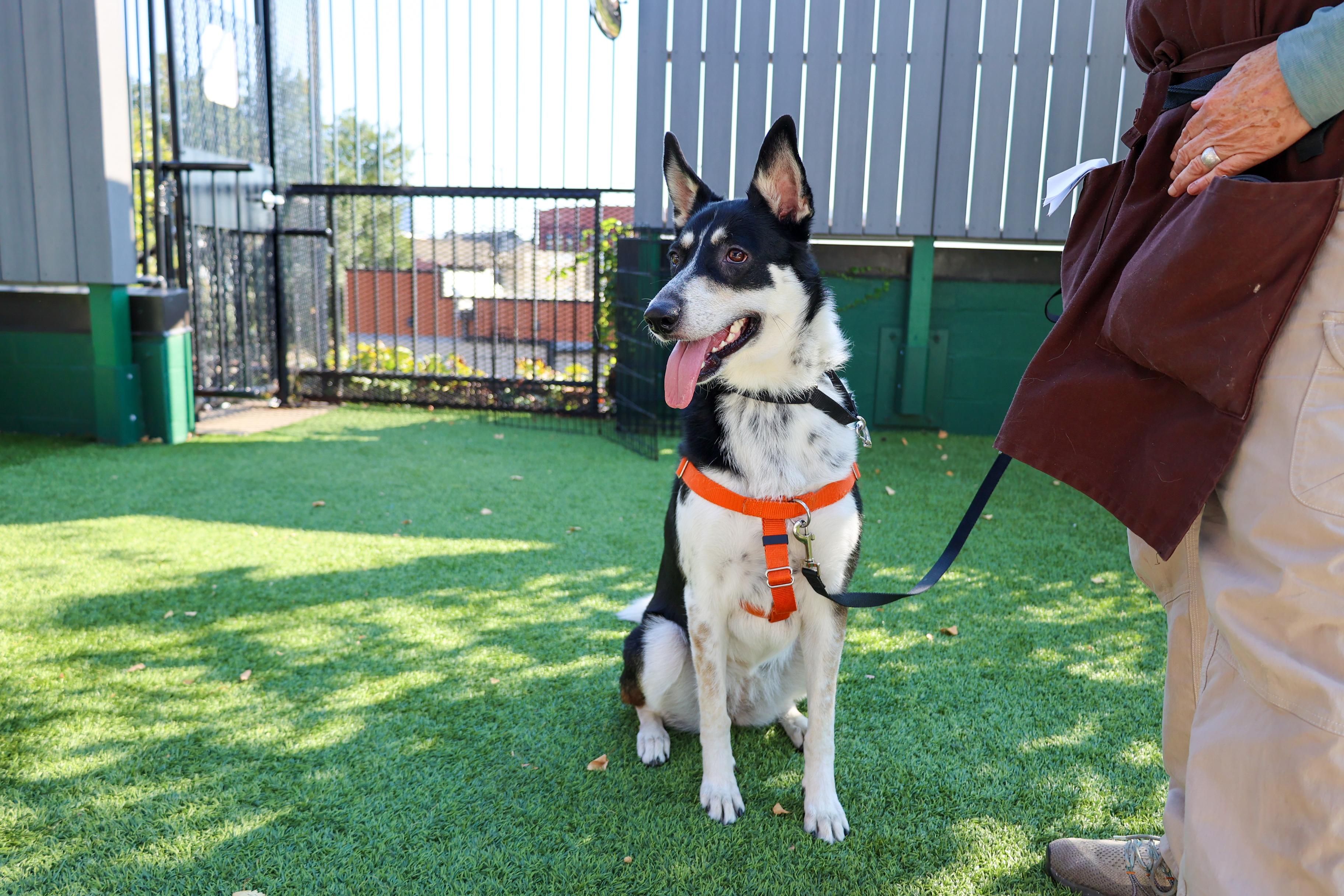 Enlarge Cascabel, a Adoptable mixed breed in Chicago, IL image 5/6