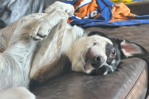 Cascabel, Adoptable, Adult Female Mixed Breed.