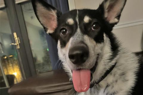 Enlarge Cascabel, a Adoptable mixed breed in Chicago, IL image 3/6