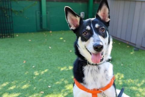 Enlarge Cascabel, a Adoptable mixed breed in Chicago, IL image 4/6