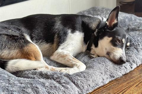 Enlarge Cascabel, a Adoptable mixed breed in Chicago, IL image 2/6