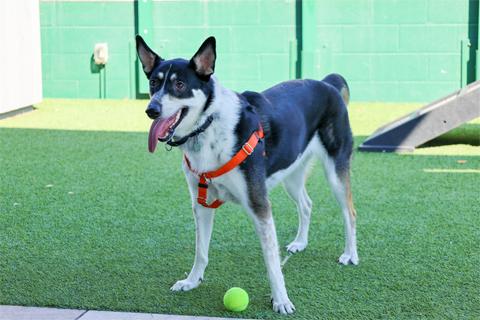 Enlarge Cascabel, a Adoptable mixed breed in Chicago, IL image 6/6