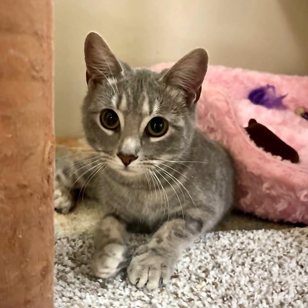 Hiccup, adopted, Kitten Female Domestic Short Hair.