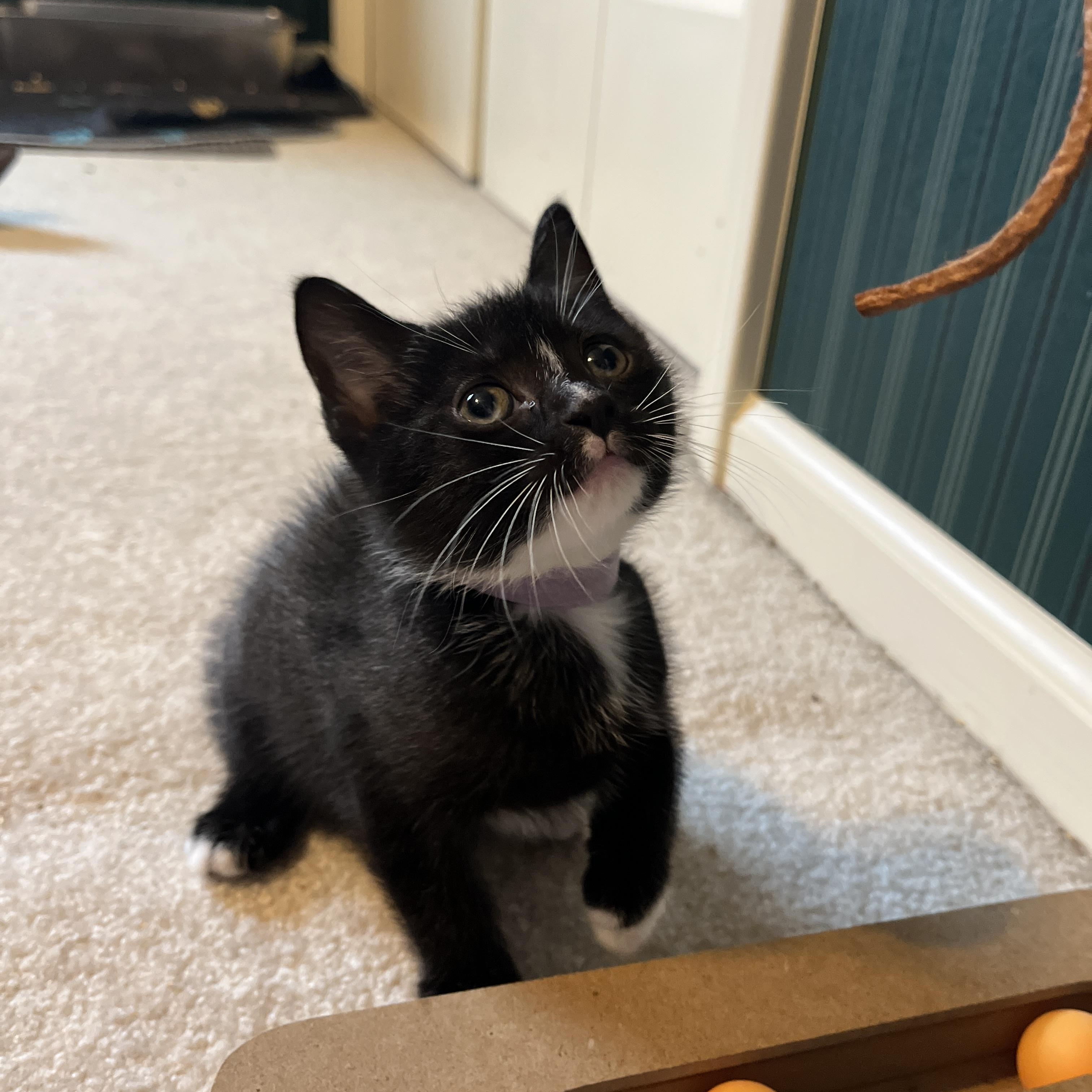 Persephone, Baby Female Domestic Short Hair