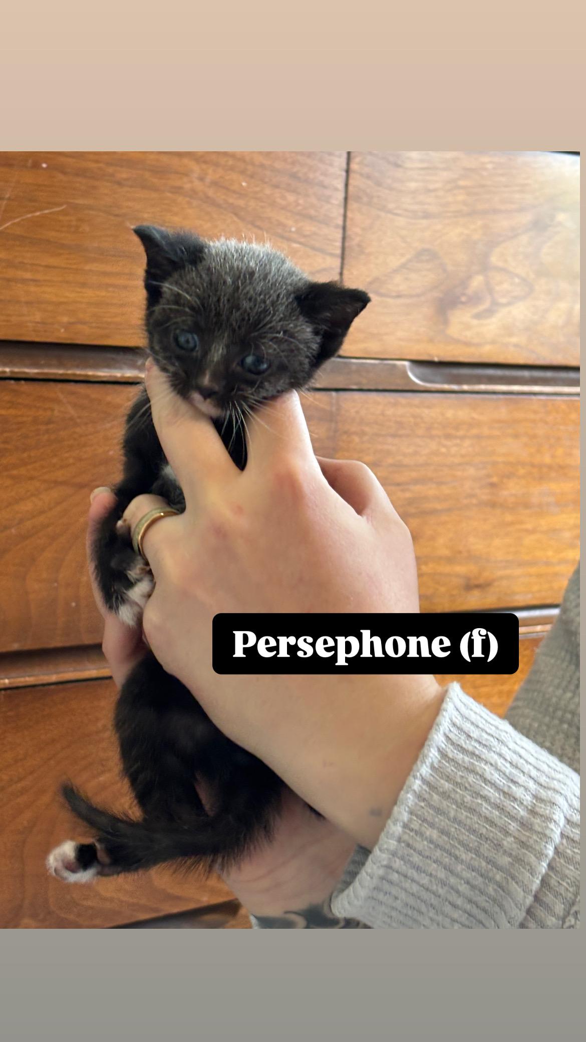 Persephone photo 3