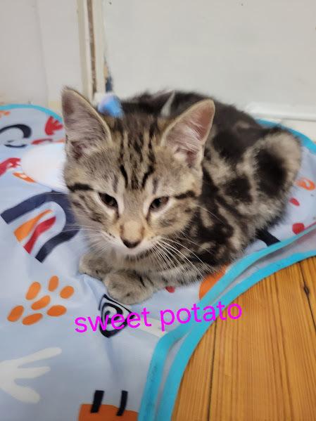 Enlarge Kitten: Sweet Potato *MUST go home with a littermate OR to a home with a young, playful cat*, a Adoptable Domestic Short Hair in catonsville , MD image 1/4