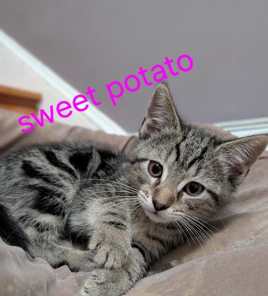 Enlarge Kitten: Sweet Potato *MUST go home with a littermate OR to a home with a young, playful cat*, a Adoptable Domestic Short Hair in catonsville , MD image 2/4