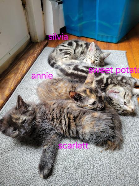 Enlarge Kitten: Sweet Potato *MUST go home with a littermate OR to a home with a young, playful cat*, a Adoptable Domestic Short Hair in catonsville , MD image 3/4