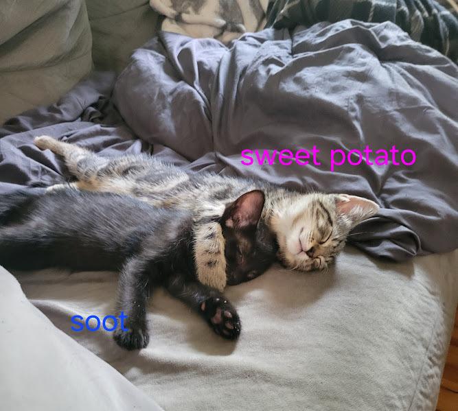 Enlarge Kitten: Sweet Potato *MUST go home with a littermate OR to a home with a young, playful cat*, a Adoptable Domestic Short Hair in catonsville , MD image 4/4