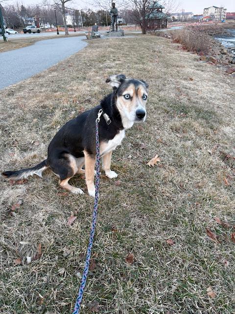 Enlarge Jersey, an adoptable mixed breed in St Stephen, NB image 3/3