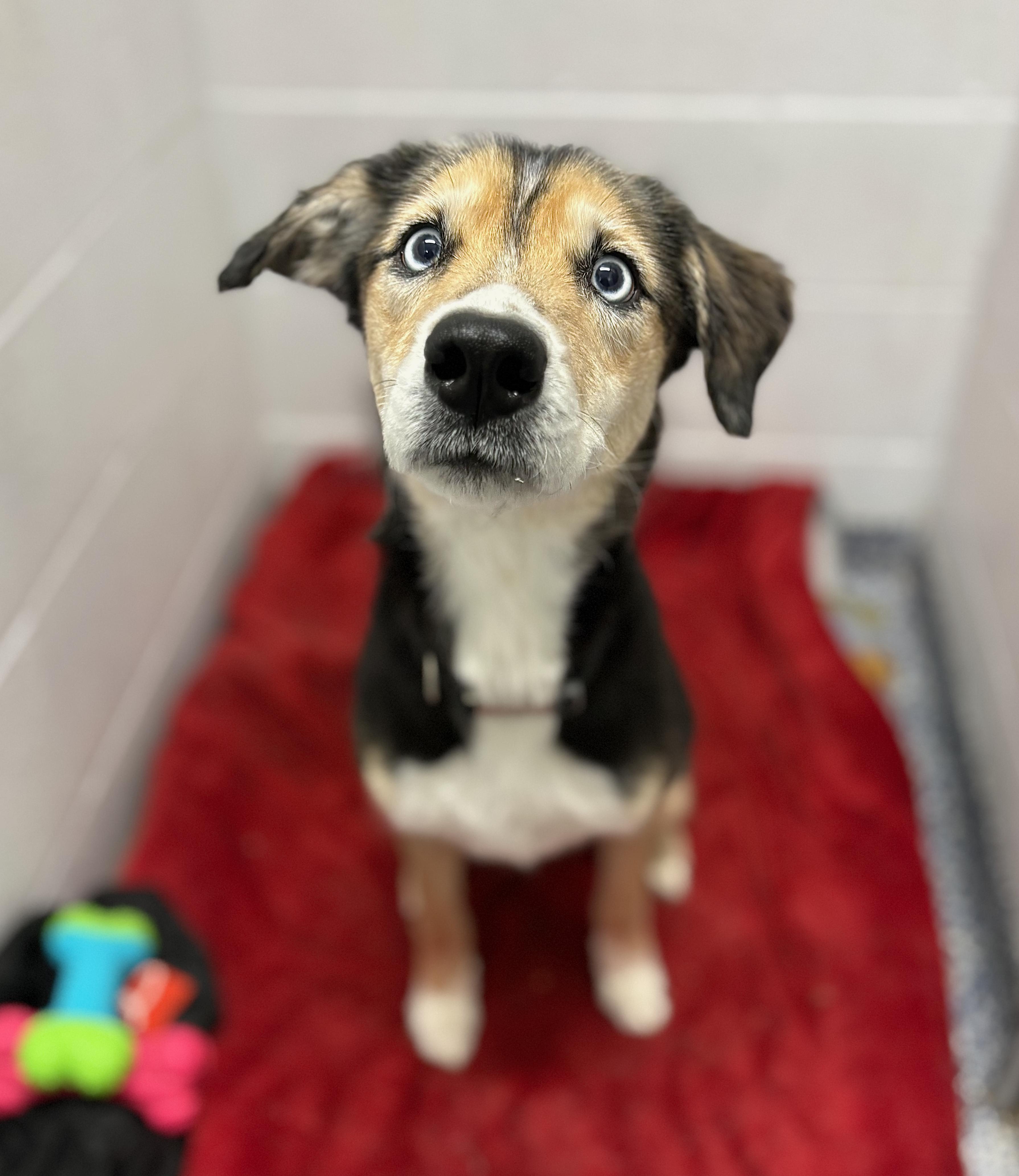Jersey, adoptable, Adult Female Husky.