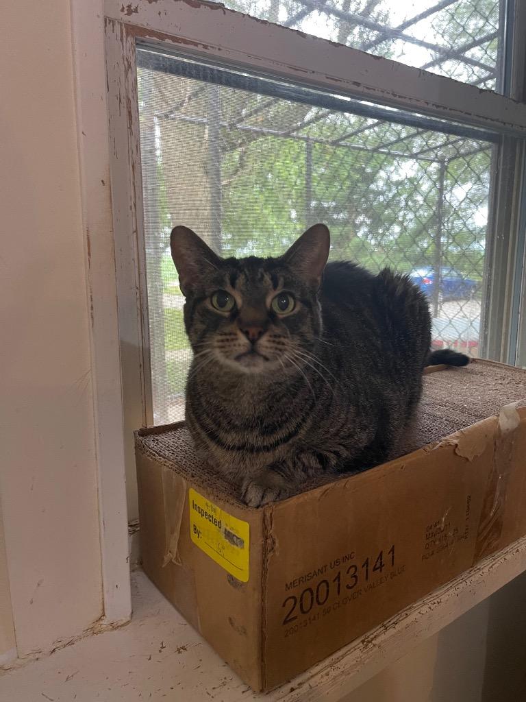 Sugar Sugar — thumbnail 2