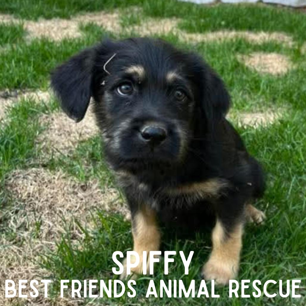 Enlarge Spiffy, a Adoptable Terrier in Wasilla, AK image 1/1