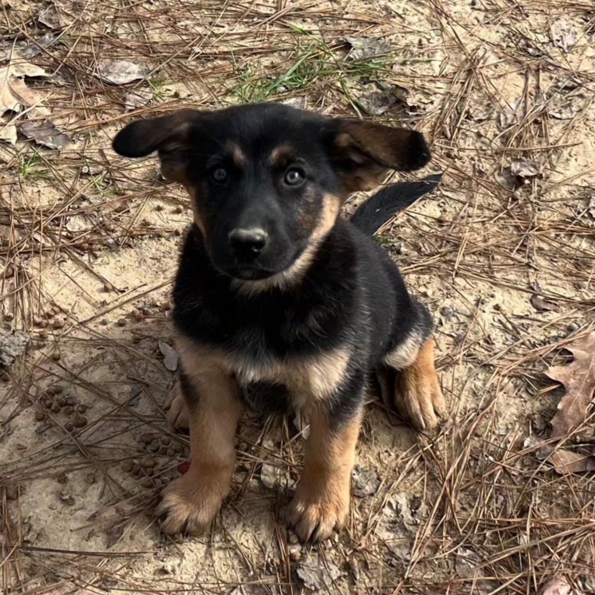 Delilah, ADOPTABLE, Puppy Female German Shepherd Dog.