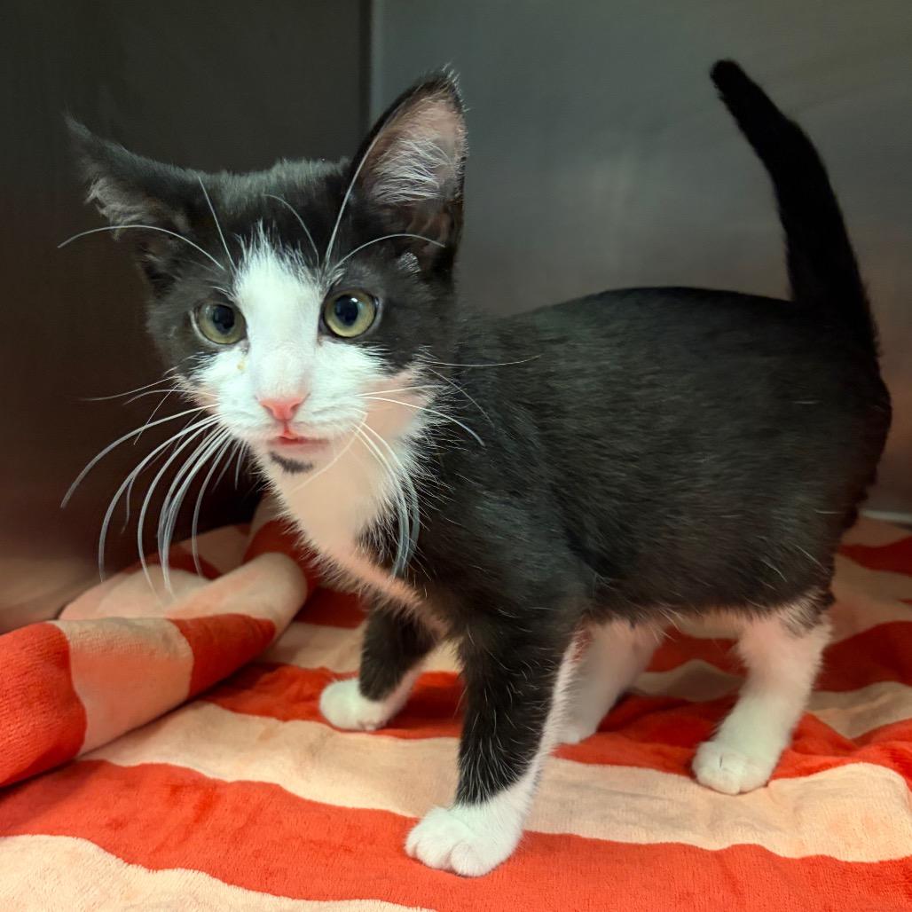 Clefairy, Adoptable, Kitten Male Domestic Short Hair.