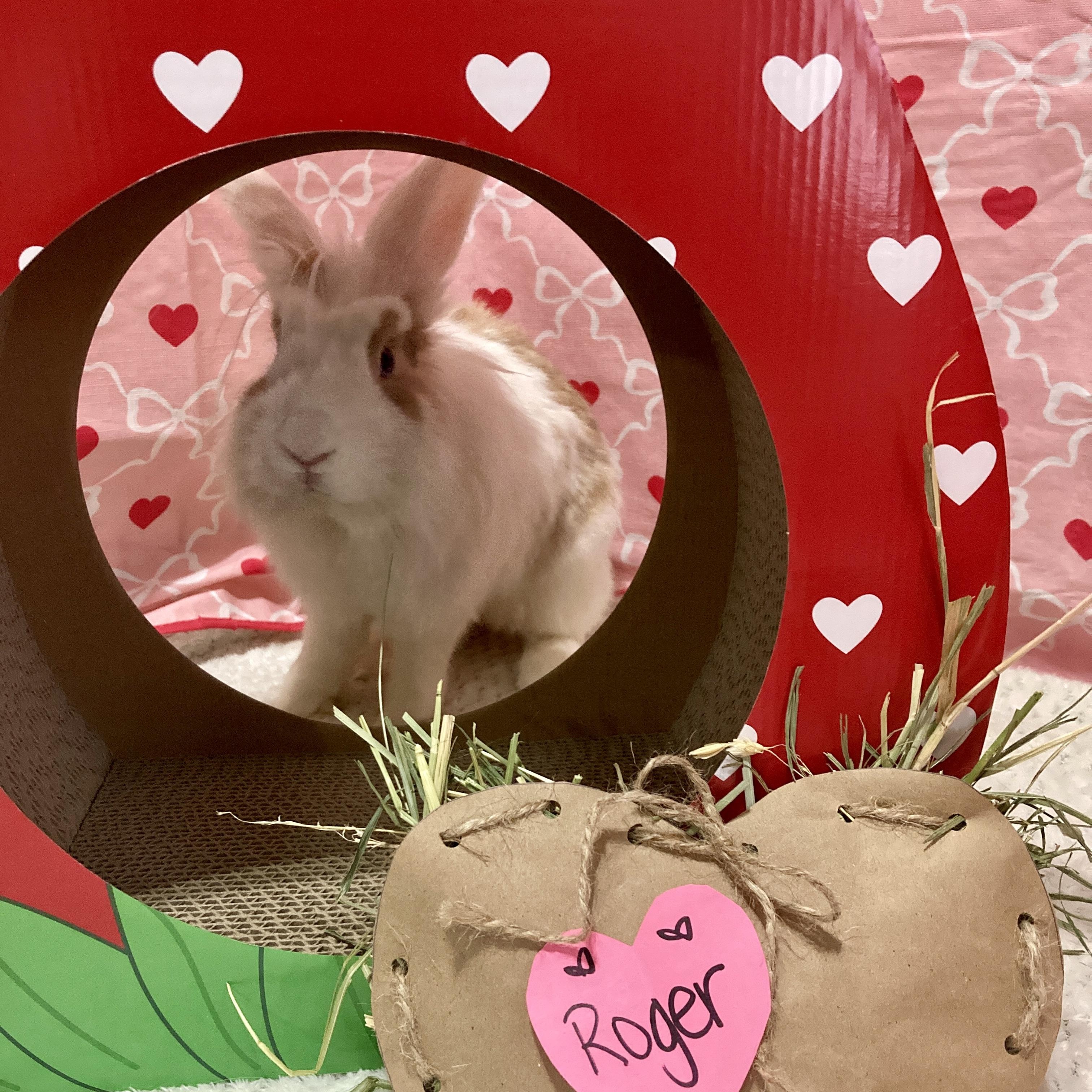 Enlarge Roger, a Adoptable Lionhead in Little Rock, AR image 1/6