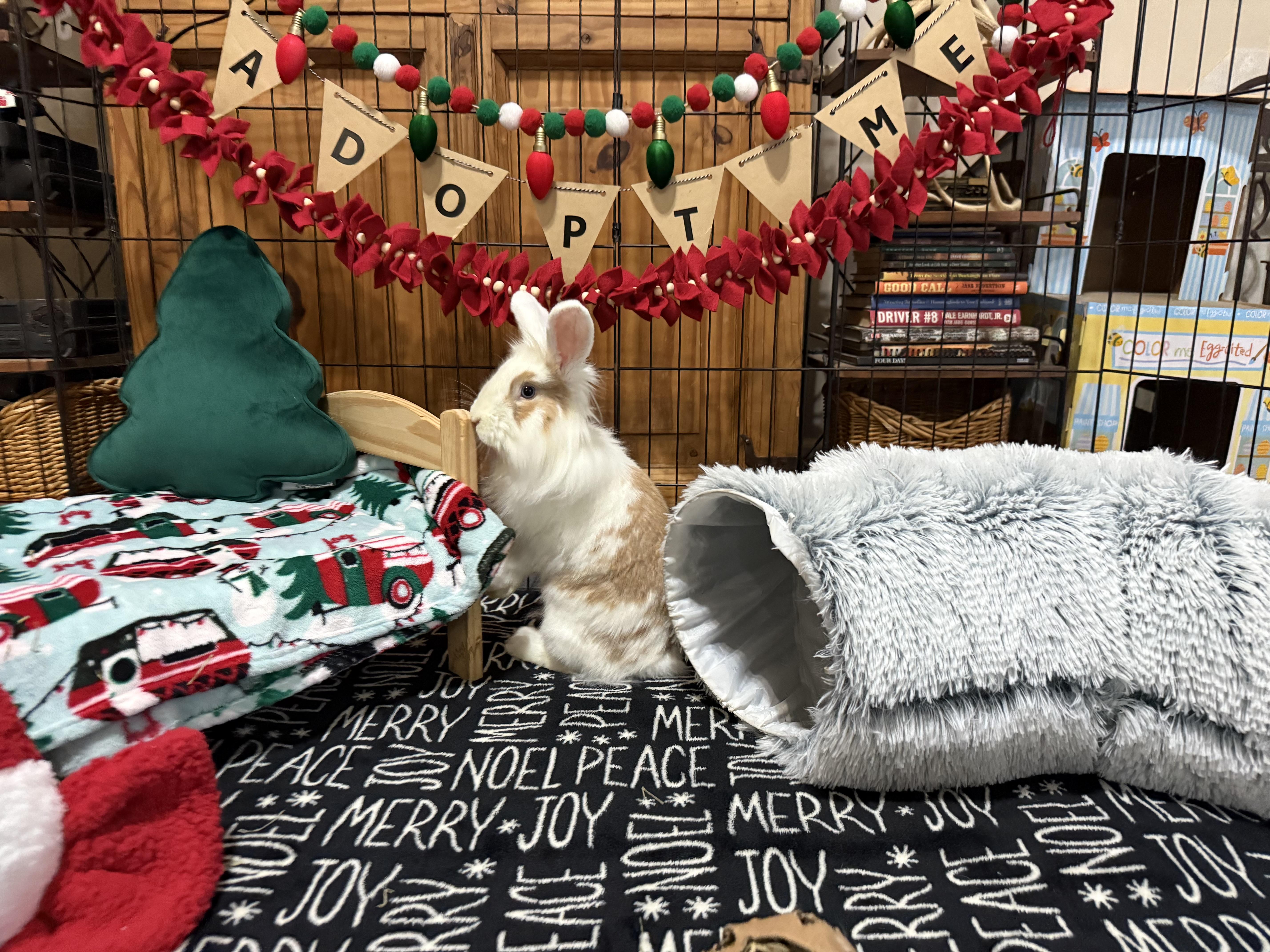 Enlarge Roger, a Adoptable Lionhead in Little Rock, AR image 1/5