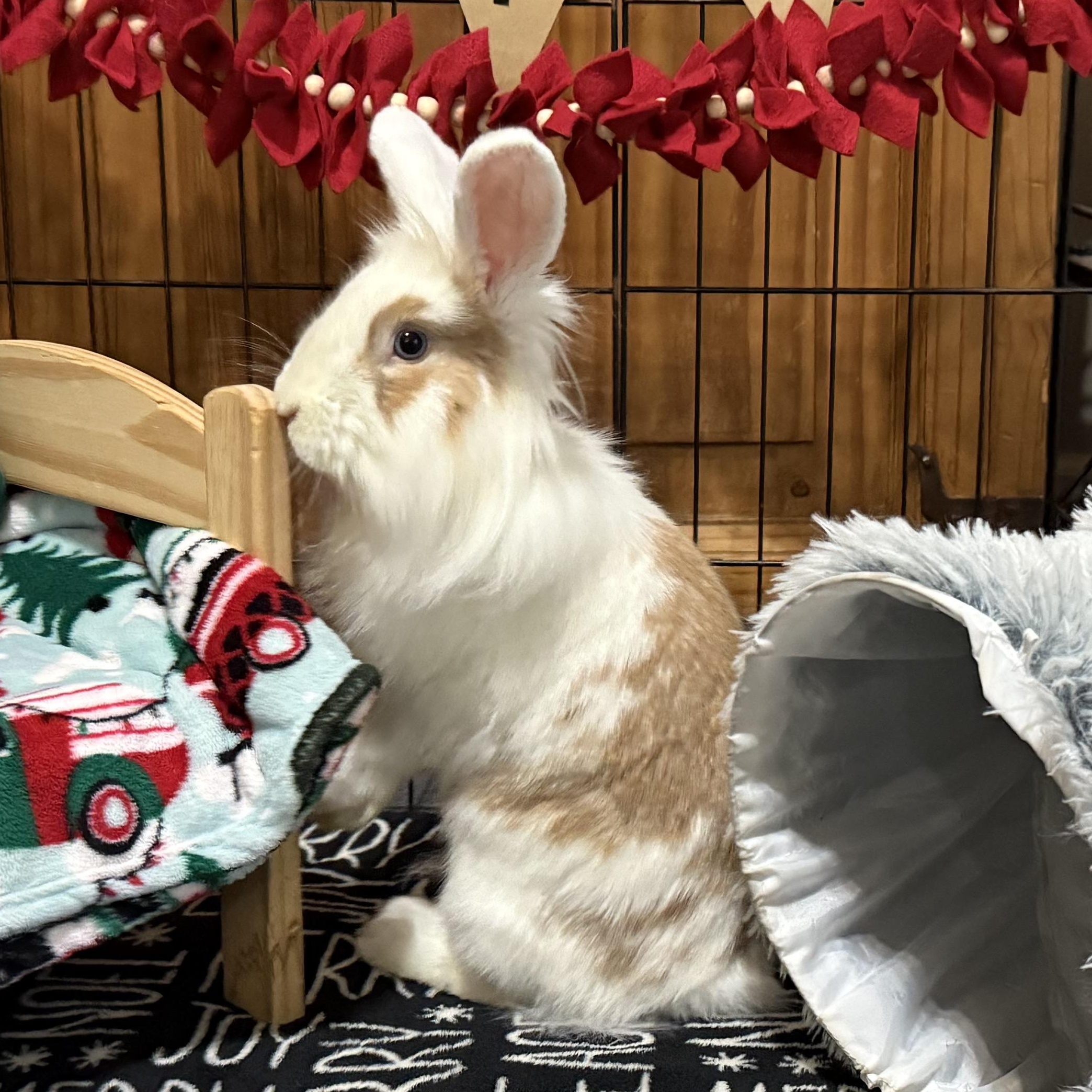 Enlarge Roger, a Adoptable Lionhead in Little Rock, AR image 4/6