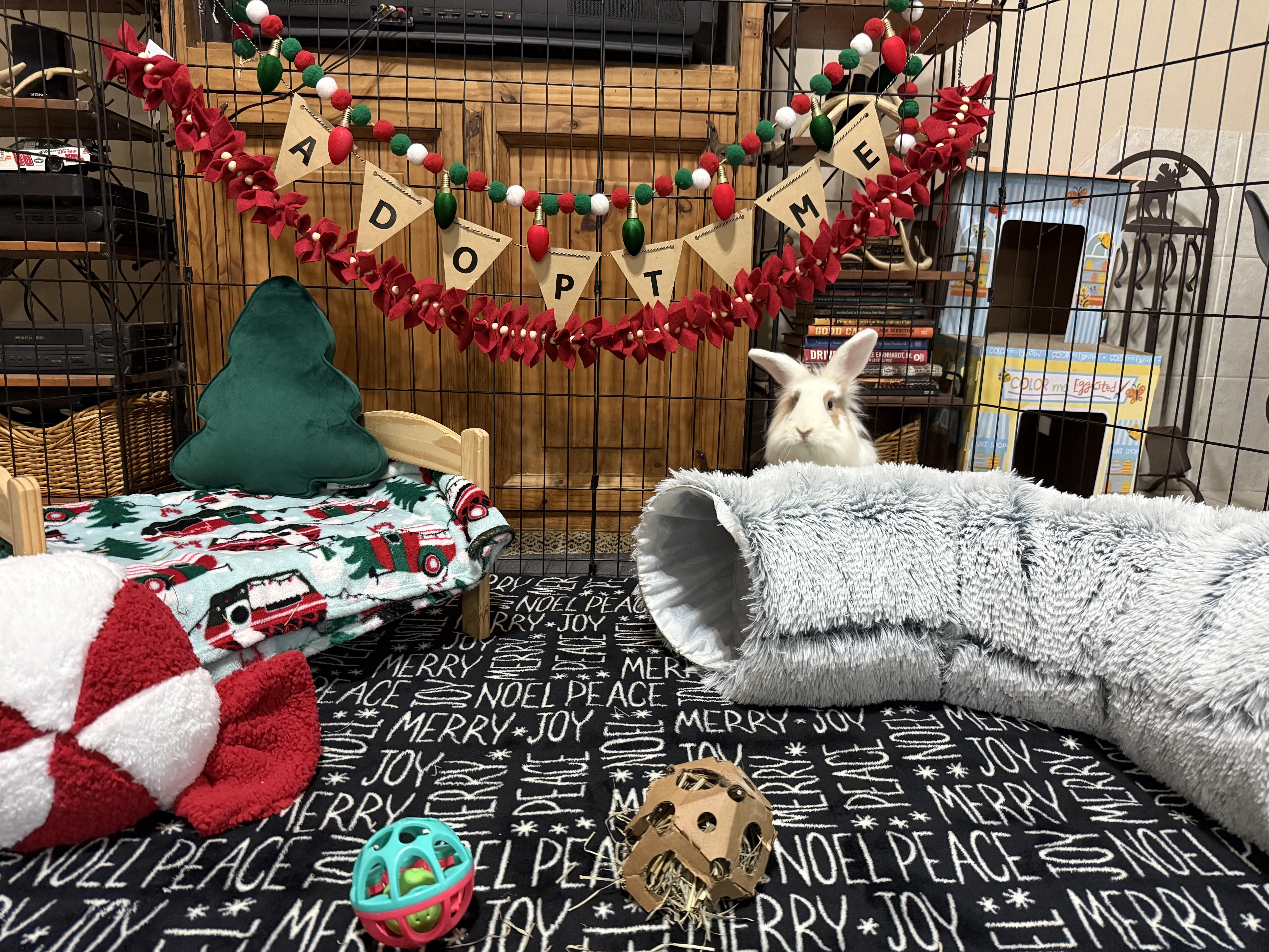 Enlarge Roger, a Adoptable Lionhead in Little Rock, AR image 2/5