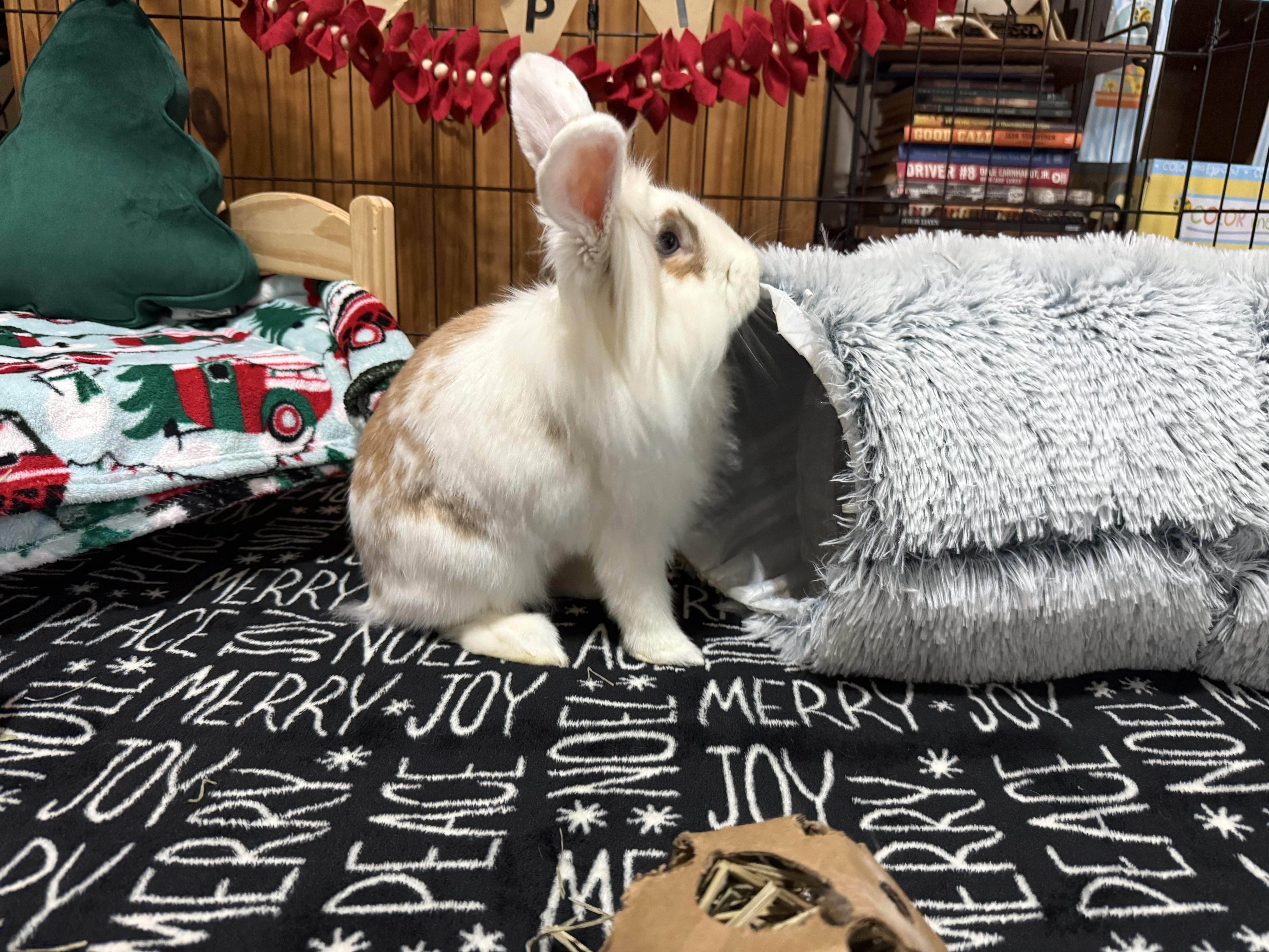 Enlarge Roger, a Adoptable Lionhead in Little Rock, AR image 3/5