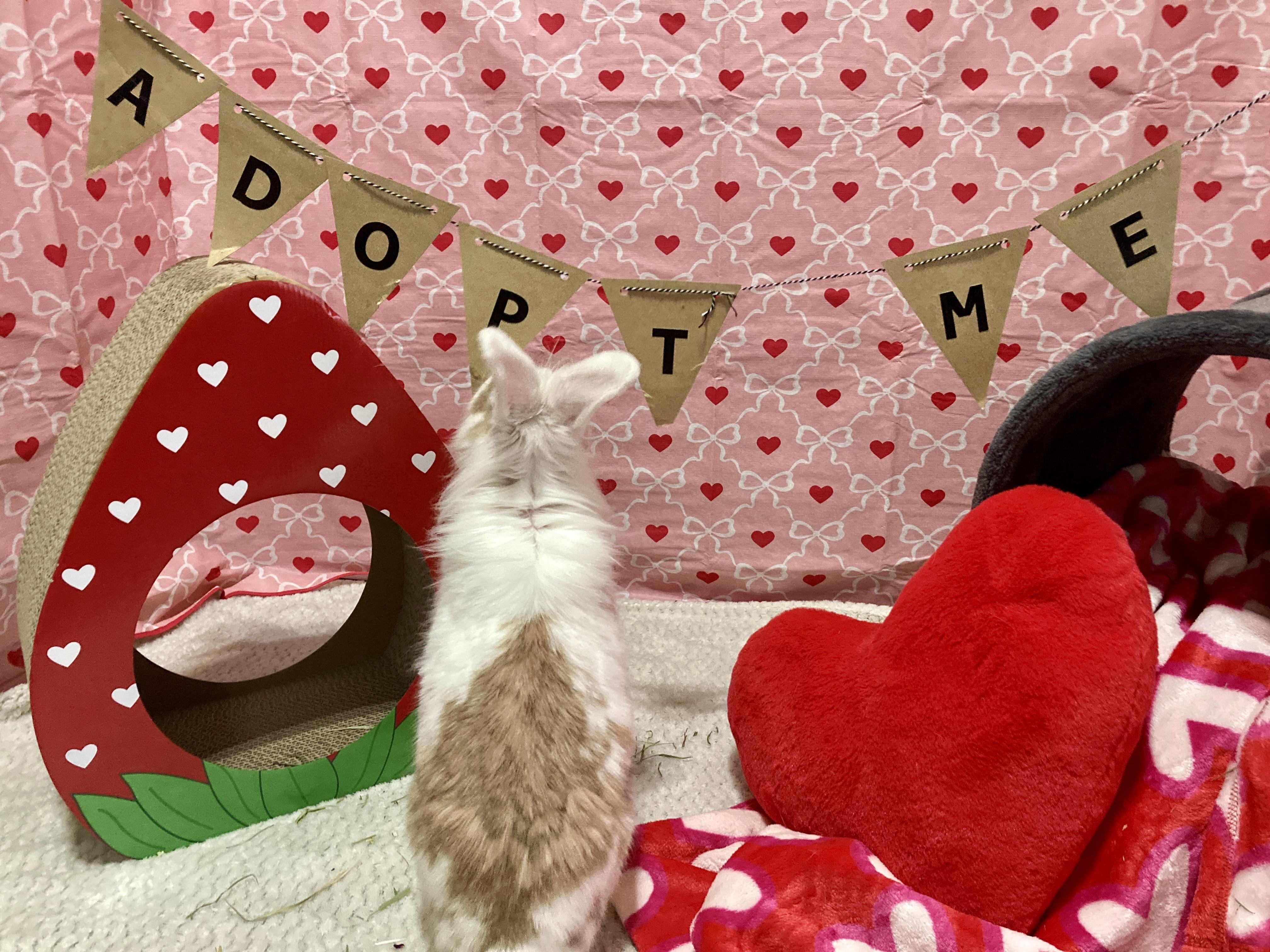 Enlarge Roger, a Adoptable Lionhead in Little Rock, AR image 2/6