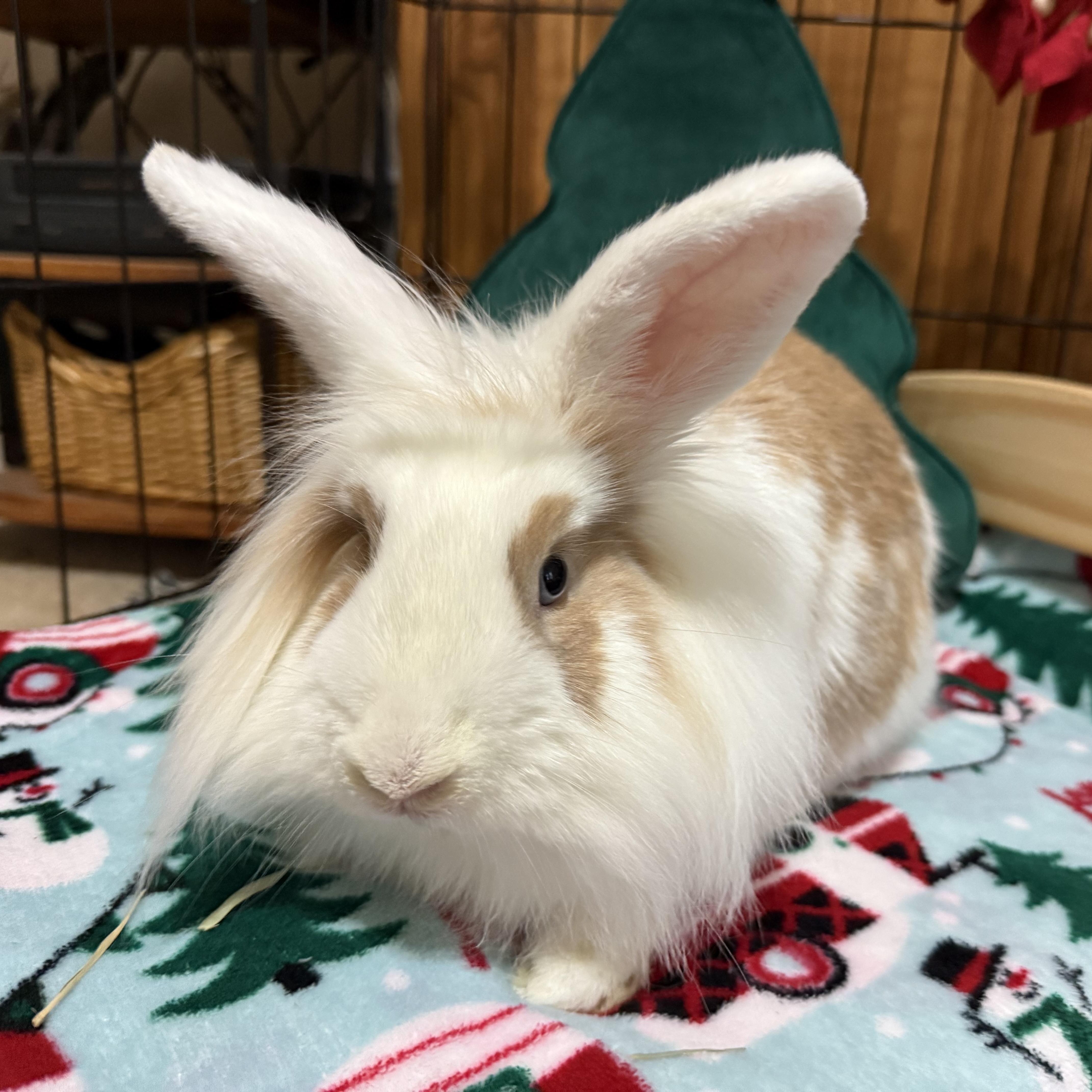 Enlarge Roger, a Adoptable Lionhead in Little Rock, AR image 5/6