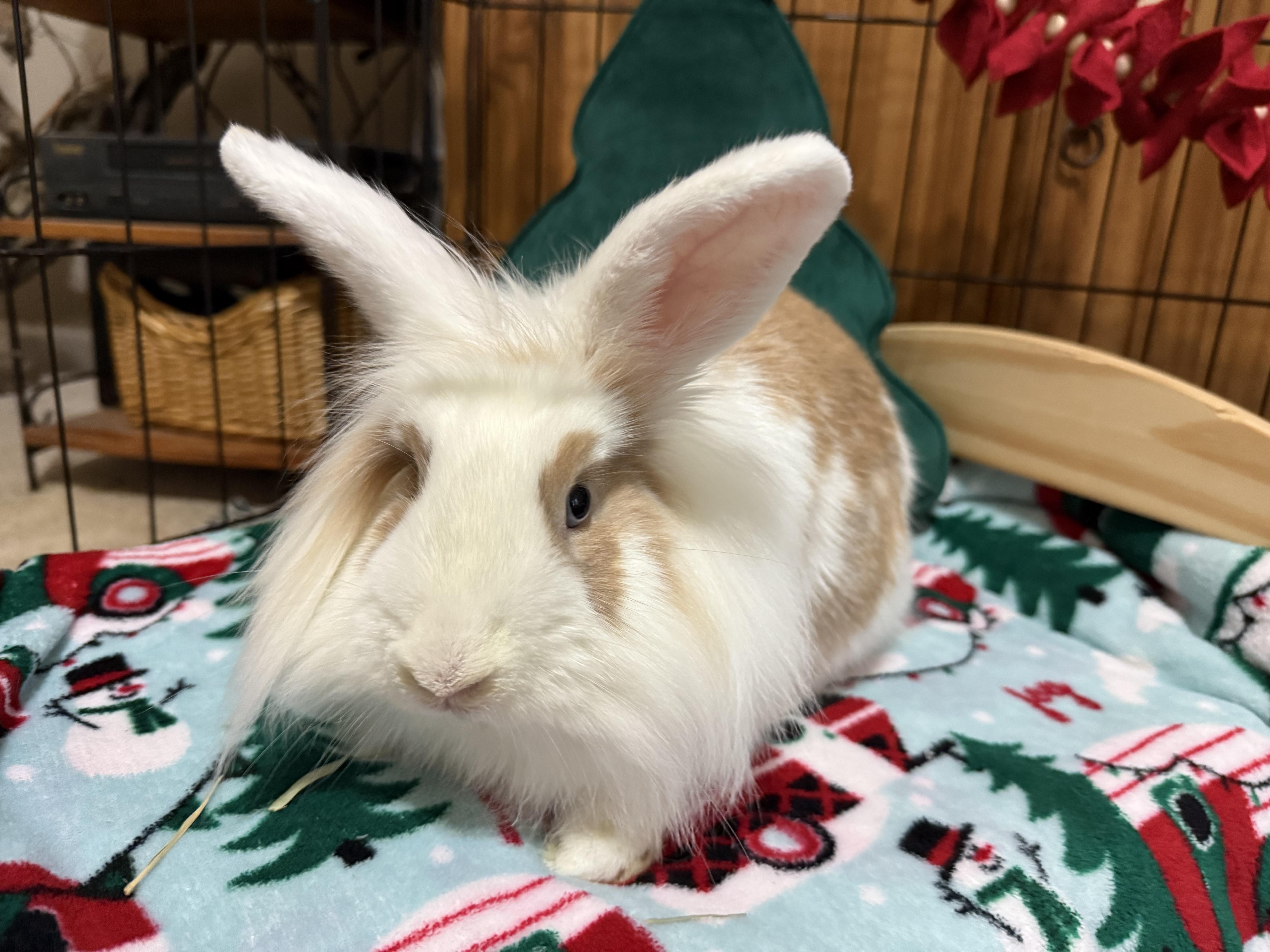 Enlarge Roger, a Adoptable Lionhead in Little Rock, AR image 4/5