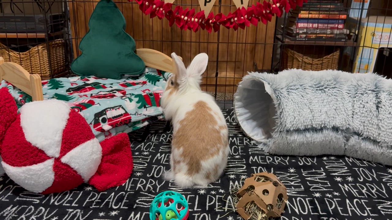 Enlarge Roger, a Adoptable Lionhead in Little Rock, AR video 5/5